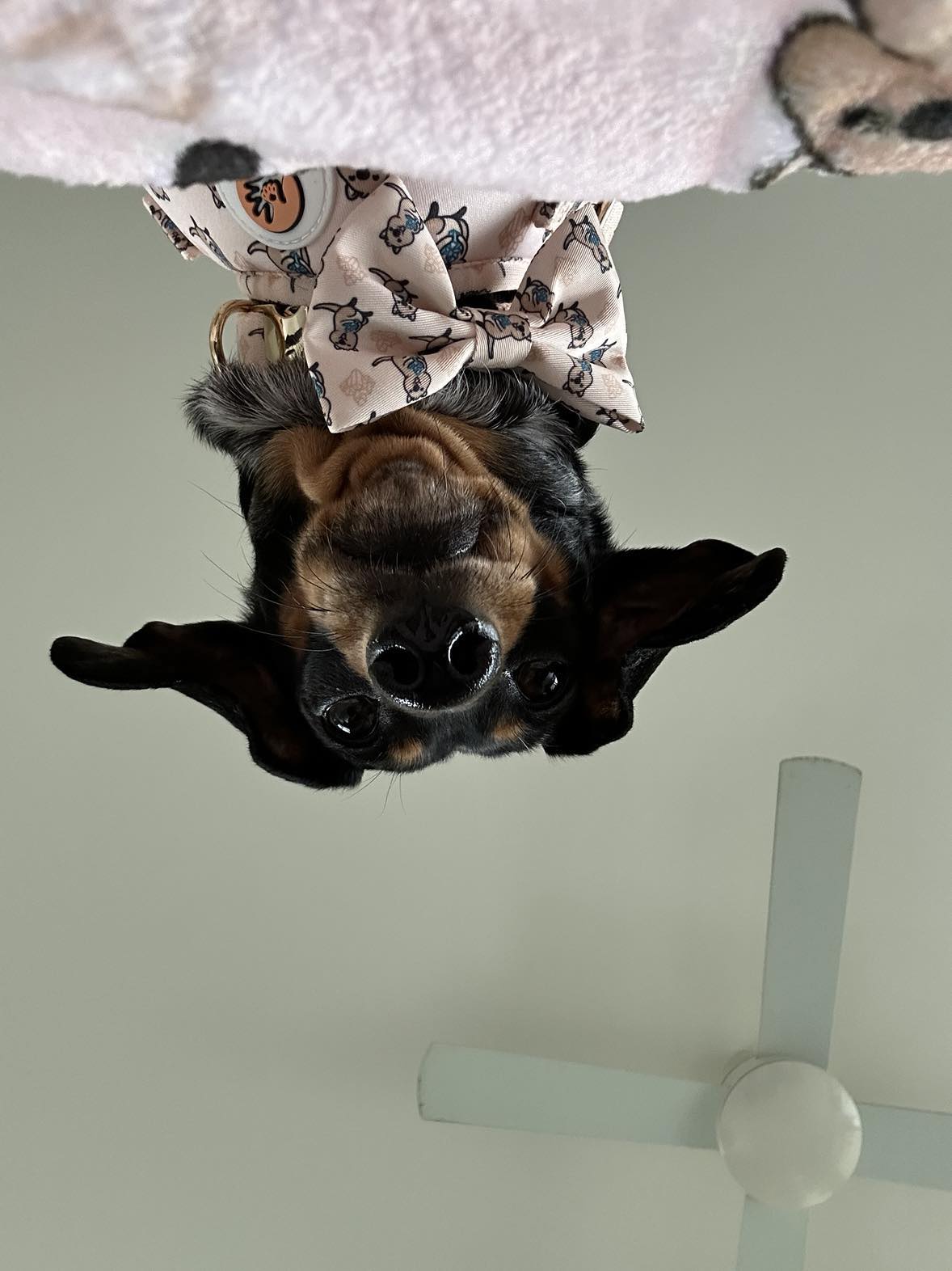 Quartz Quokka Bow Tie