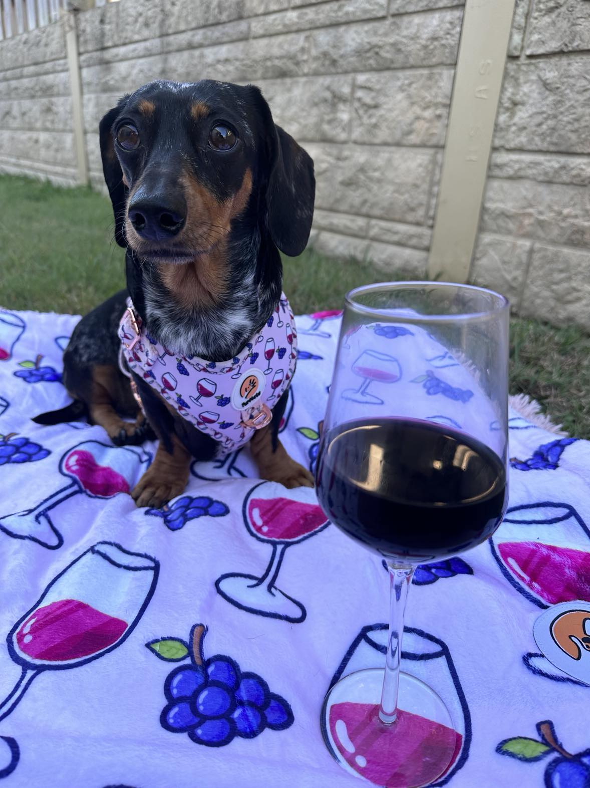 Pawty Red Wine Blanket
