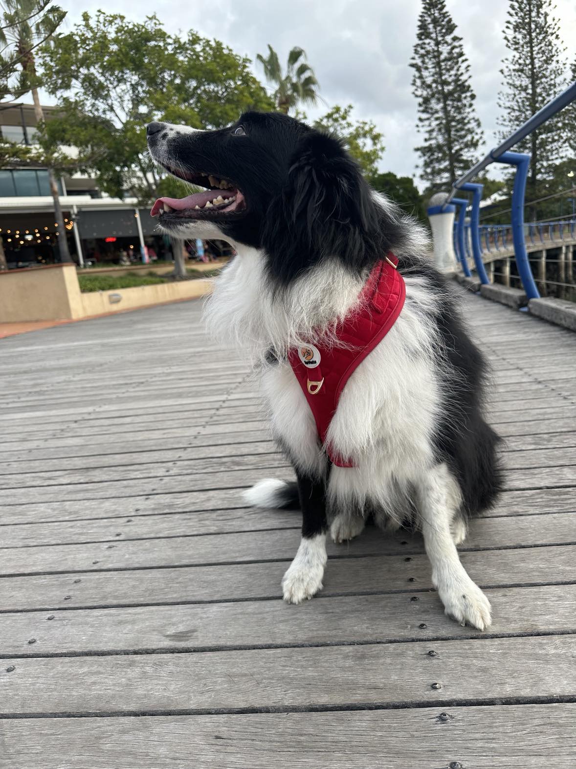 Velvet Harness - Red