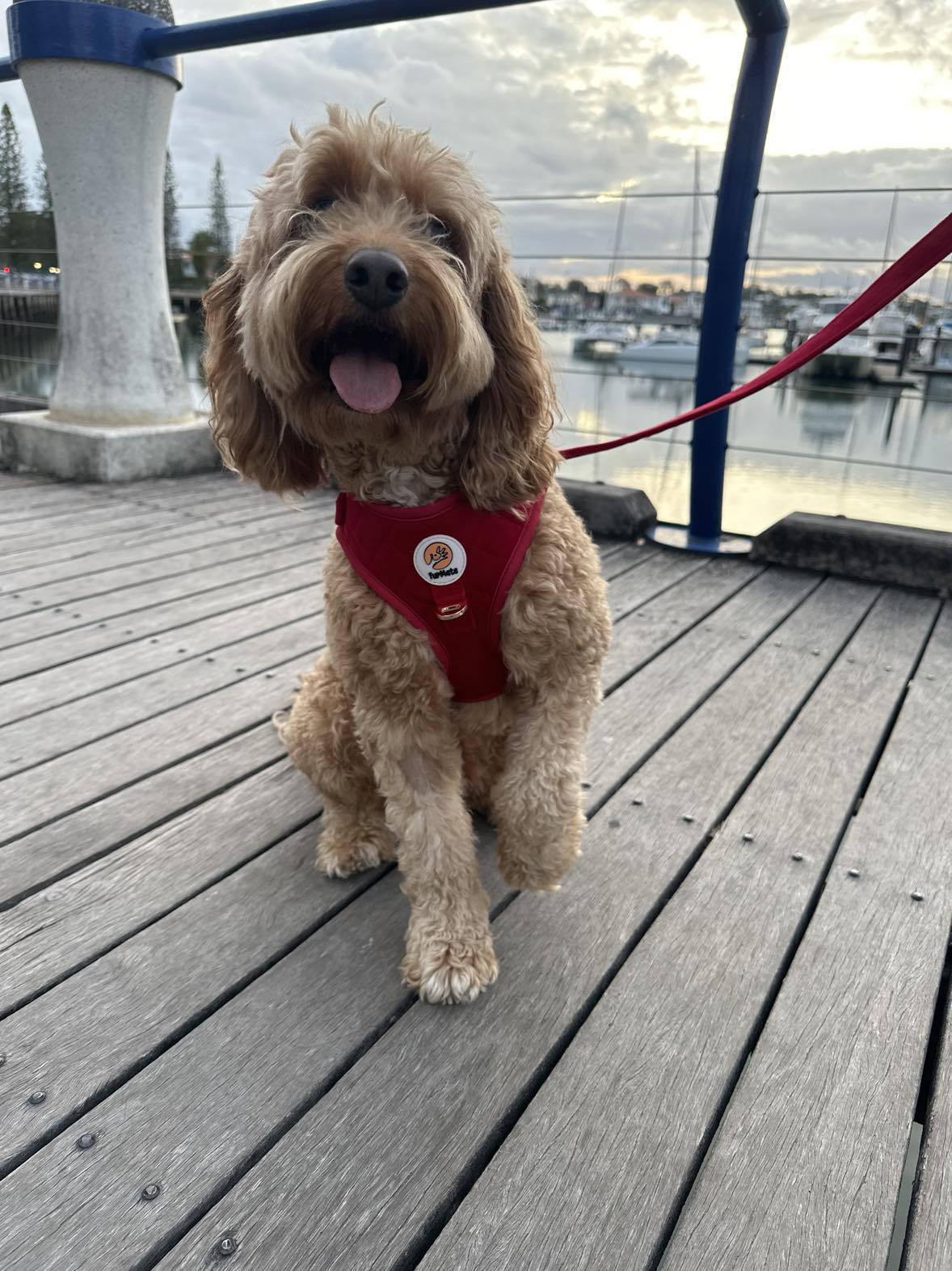 Velvet Harness - Red