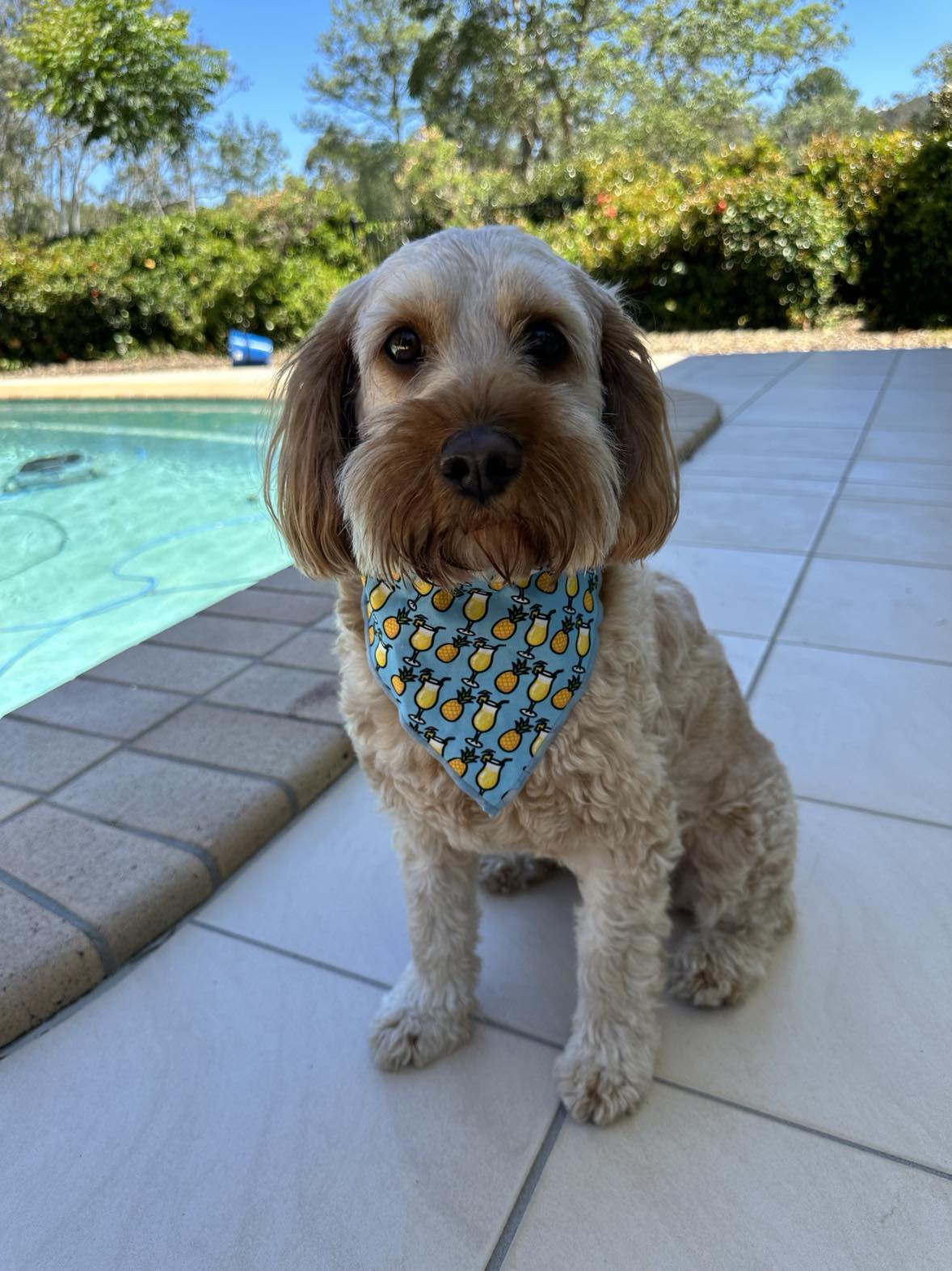 Pawty Pina Colada Dogdana