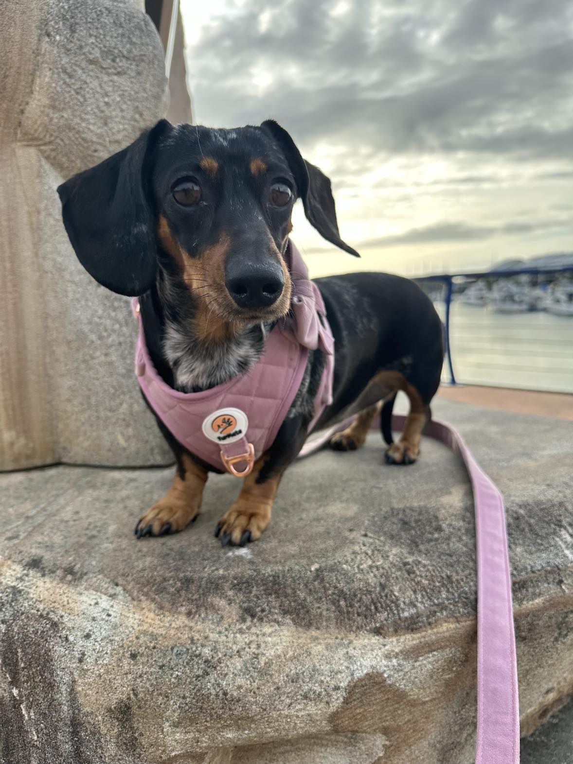 Velvet Harness - Pink