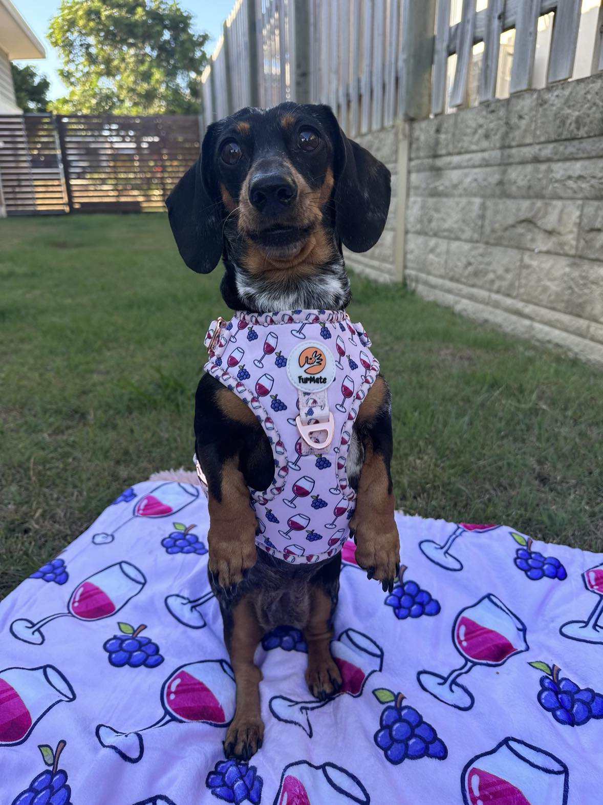 Pawty Red Wine Blanket