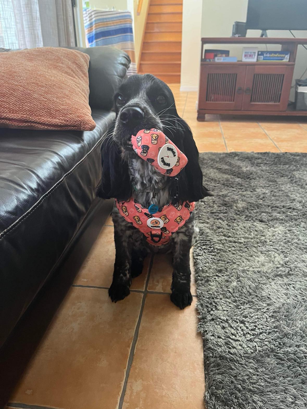 Blanket-Burrito Pup's Poo Bag Holder