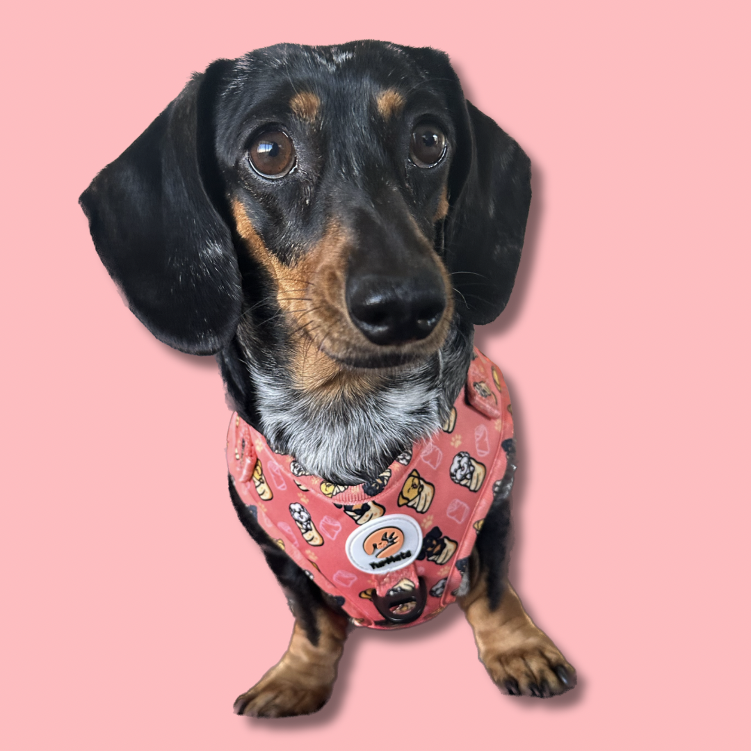 Blanket-Burrito Pup's Harness