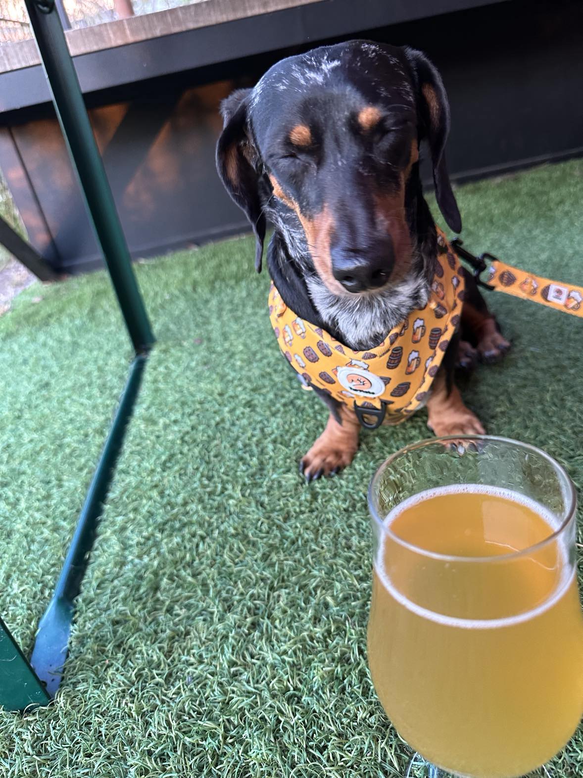 Pawty Paws & Pints Harness