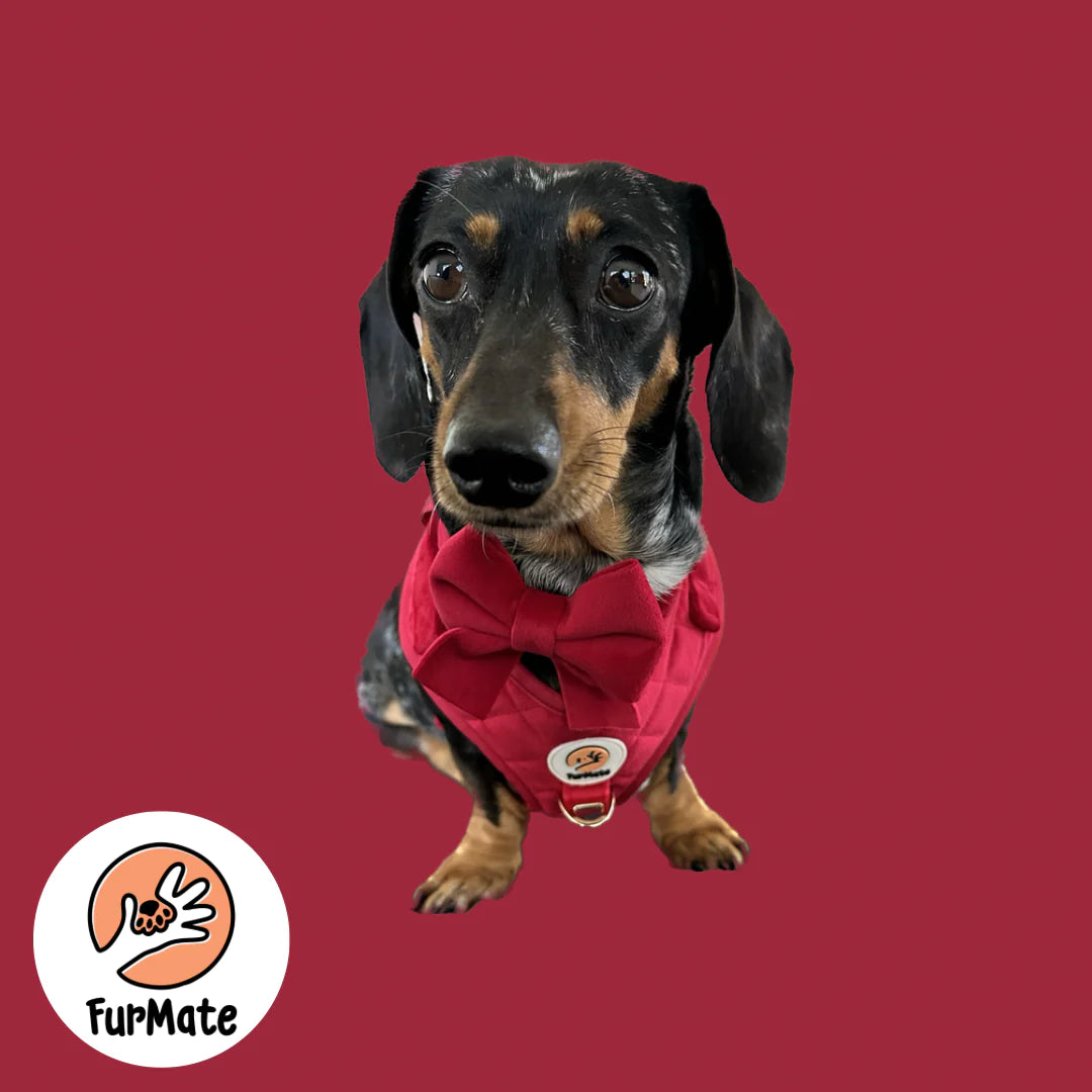 Velvet Harness Red – FurMate1